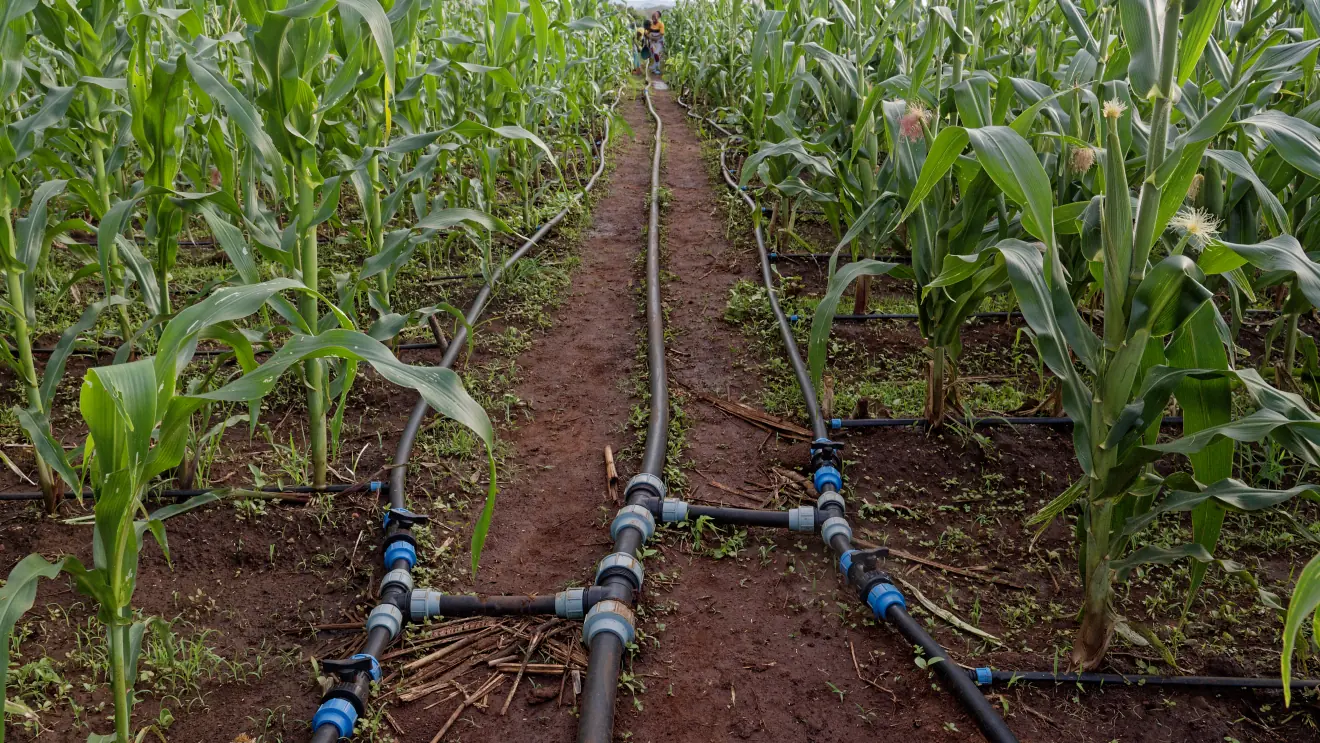 3 irrigation pipes in a maize field