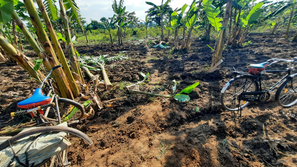 Path through a banana plantation