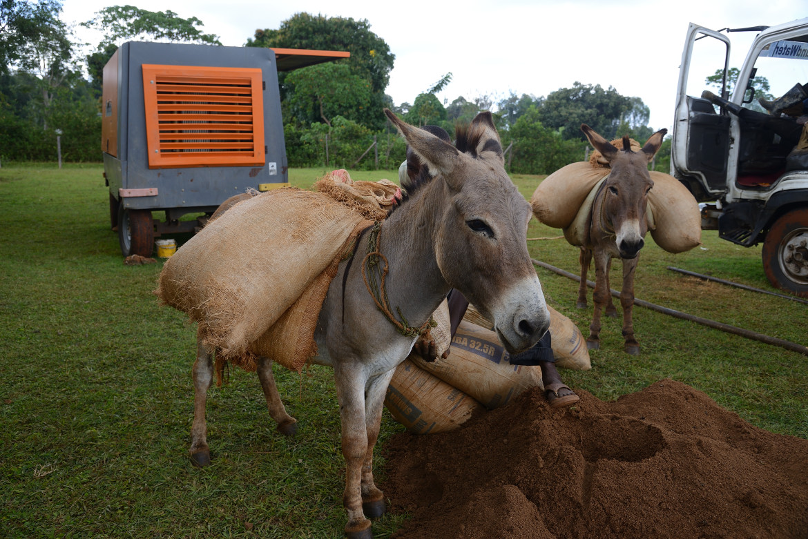 Donkey with two sandbags
